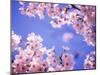 Cherry Blossoms and Blue Sky-null-Mounted Premium Photographic Print