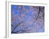 Cherry Blossoms and Blue Sky-null-Framed Photographic Print