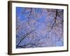 Cherry Blossoms and Blue Sky-null-Framed Photographic Print