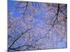 Cherry Blossoms and Blue Sky-null-Mounted Photographic Print