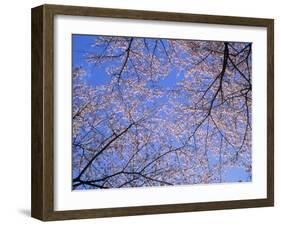 Cherry Blossoms and Blue Sky-null-Framed Photographic Print