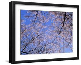 Cherry Blossoms and Blue Sky-null-Framed Photographic Print