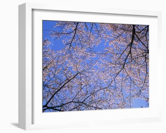 Cherry Blossoms and Blue Sky-null-Framed Photographic Print