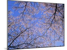 Cherry Blossoms and Blue Sky-null-Mounted Photographic Print