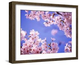 Cherry Blossoms and Blue Sky-null-Framed Photographic Print