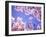 Cherry Blossoms and Blue Sky-null-Framed Photographic Print