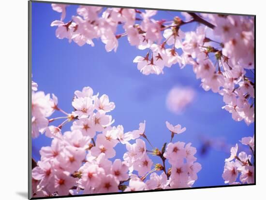 Cherry Blossoms and Blue Sky-null-Mounted Photographic Print