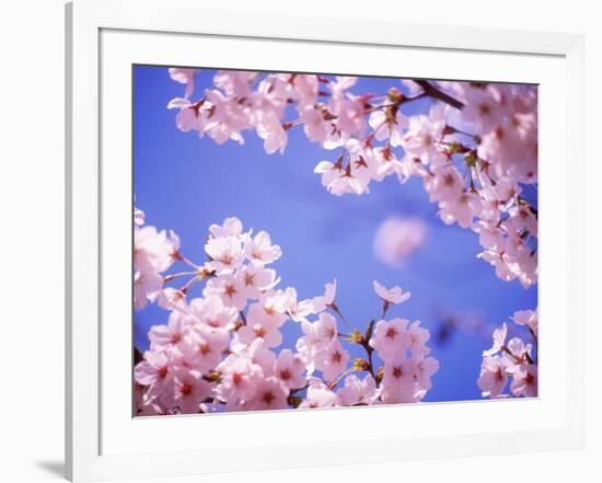 Cherry Blossoms and Blue Sky-null-Framed Photographic Print