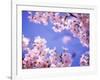 Cherry Blossoms and Blue Sky-null-Framed Photographic Print