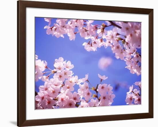 Cherry Blossoms and Blue Sky-null-Framed Photographic Print