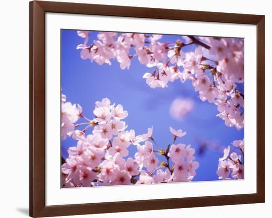 Cherry Blossoms and Blue Sky-null-Framed Photographic Print