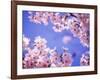 Cherry Blossoms and Blue Sky-null-Framed Photographic Print