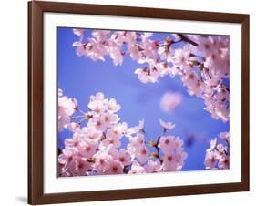 Cherry Blossoms and Blue Sky-null-Framed Photographic Print