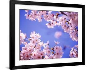 Cherry Blossoms and Blue Sky-null-Framed Photographic Print