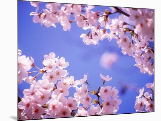 Cherry Blossoms and Blue Sky-null-Mounted Photographic Print