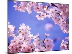 Cherry Blossoms and Blue Sky-null-Mounted Photographic Print