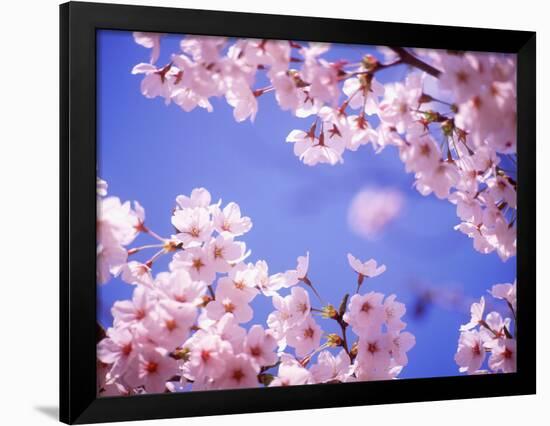 Cherry Blossoms and Blue Sky-null-Framed Photographic Print