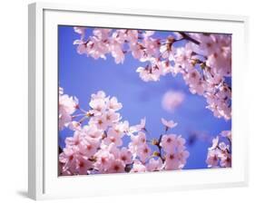 Cherry Blossoms and Blue Sky-null-Framed Photographic Print