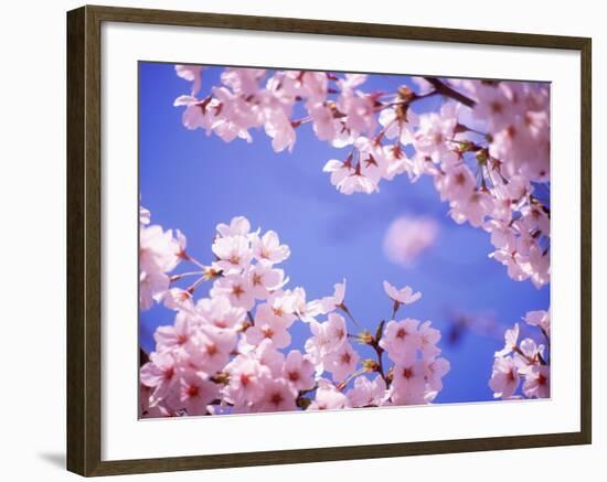 Cherry Blossoms and Blue Sky-null-Framed Photographic Print