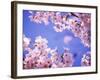 Cherry Blossoms and Blue Sky-null-Framed Photographic Print