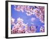 Cherry Blossoms and Blue Sky-null-Framed Photographic Print