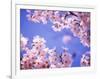 Cherry Blossoms and Blue Sky-null-Framed Photographic Print