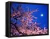 Cherry Blossoms and Full Moon-null-Framed Stretched Canvas
