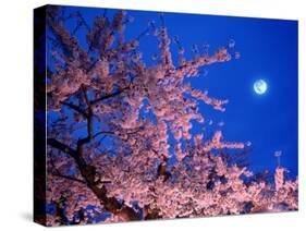 Cherry Blossoms and Full Moon-null-Stretched Canvas