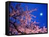 Cherry Blossoms and Full Moon-null-Framed Stretched Canvas