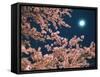 Cherry Blossoms and Full Moon-null-Framed Stretched Canvas