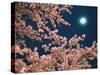 Cherry Blossoms and Full Moon-null-Stretched Canvas