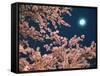 Cherry Blossoms and Full Moon-null-Framed Stretched Canvas