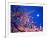 Cherry Blossoms and Full Moon-null-Framed Photographic Print