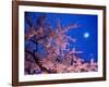 Cherry Blossoms and Full Moon-null-Framed Photographic Print