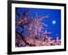 Cherry Blossoms and Full Moon-null-Framed Photographic Print