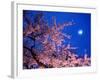 Cherry Blossoms and Full Moon-null-Framed Photographic Print