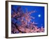 Cherry Blossoms and Full Moon-null-Framed Photographic Print