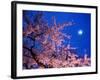 Cherry Blossoms and Full Moon-null-Framed Photographic Print