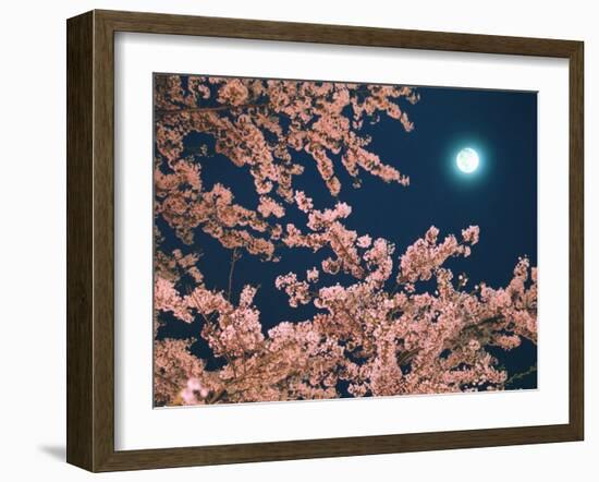 Cherry Blossoms and Full Moon-null-Framed Photographic Print