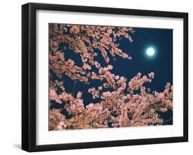 Cherry Blossoms and Full Moon-null-Framed Photographic Print