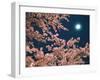 Cherry Blossoms and Full Moon-null-Framed Photographic Print