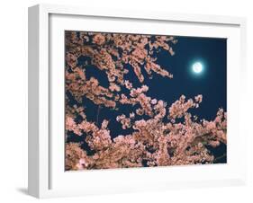 Cherry Blossoms and Full Moon-null-Framed Photographic Print