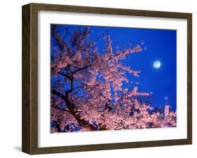 Cherry Blossoms and Full Moon-null-Framed Photographic Print