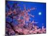 Cherry Blossoms and Full Moon-null-Mounted Photographic Print