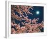 Cherry Blossoms and Full Moon-null-Framed Photographic Print