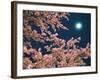 Cherry Blossoms and Full Moon-null-Framed Photographic Print