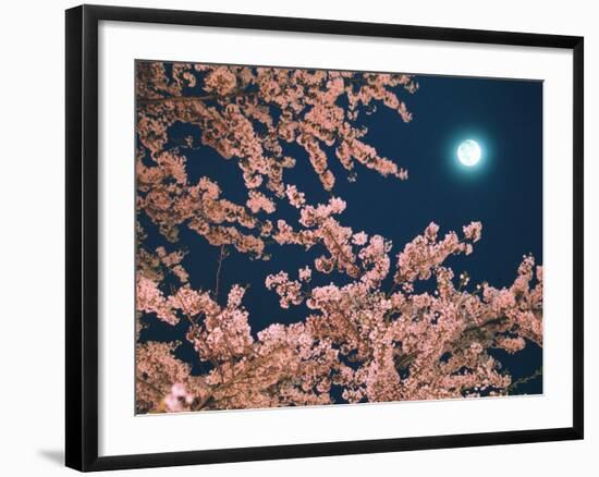 Cherry Blossoms and Full Moon-null-Framed Photographic Print