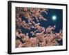 Cherry Blossoms and Full Moon-null-Framed Photographic Print