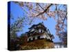 Cherry Blossoms and Hikone Castle-null-Stretched Canvas