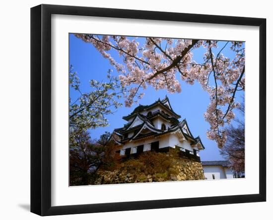 Cherry Blossoms and Hikone Castle-null-Framed Photographic Print